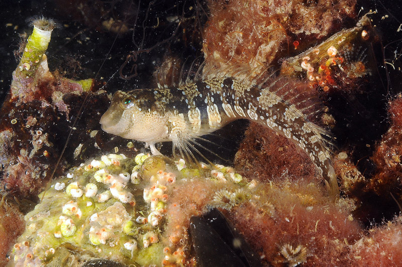 Microlipophrys dalmatinus dal Mar Piccolo di Taranto